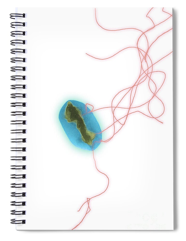 Bacteria Spiral Notebook featuring the photograph E. Coli by Science Source
