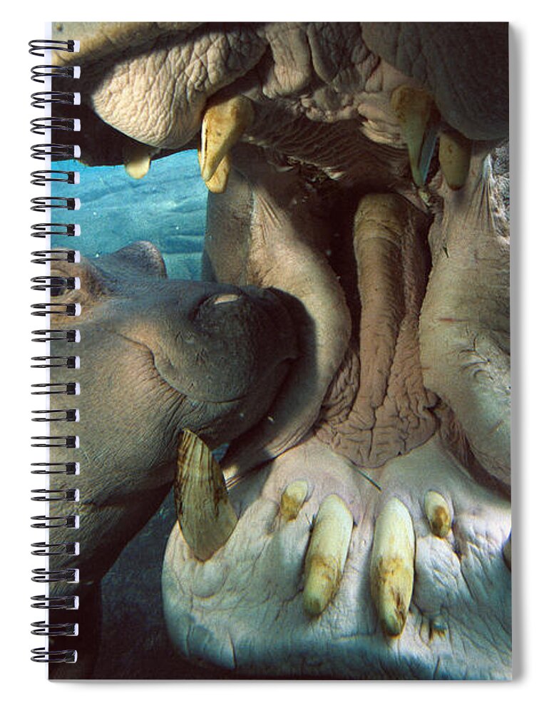 Affection Spiral Notebook featuring the photograph East African River Hippopotamus by San Diego Zoo