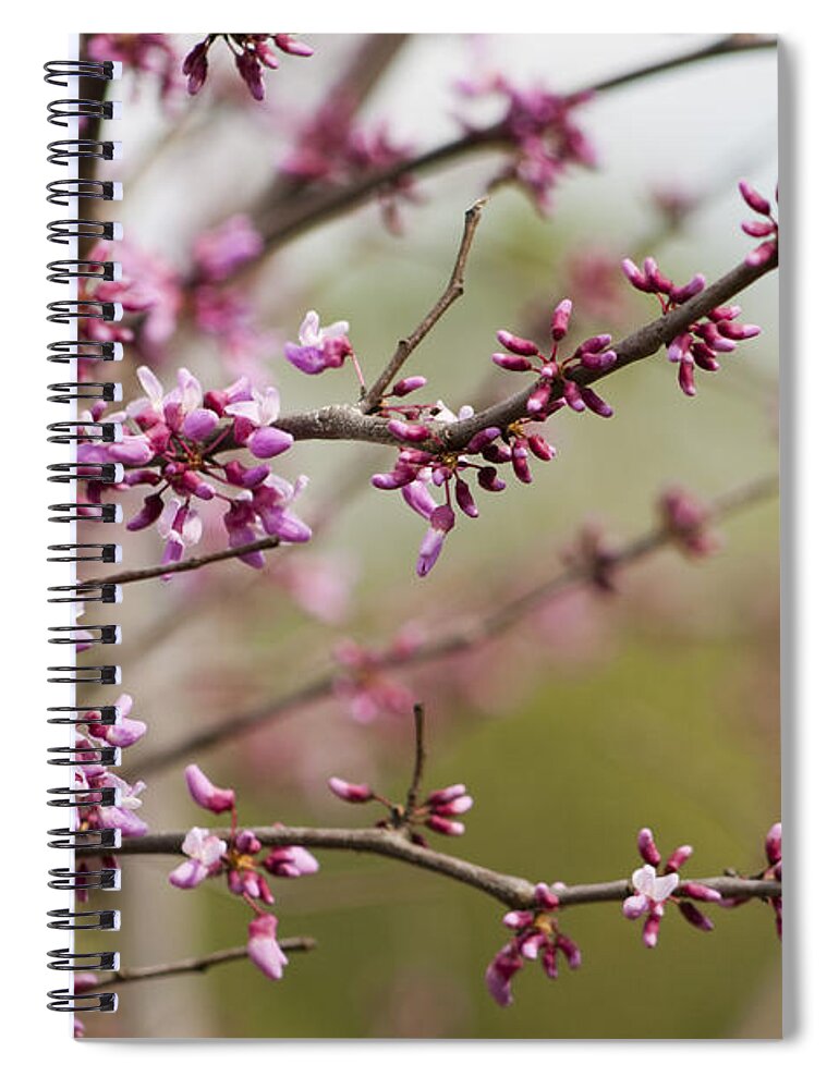 Eastern Spiral Notebook featuring the photograph Eastern Redbud Asian Style by Kathy Clark