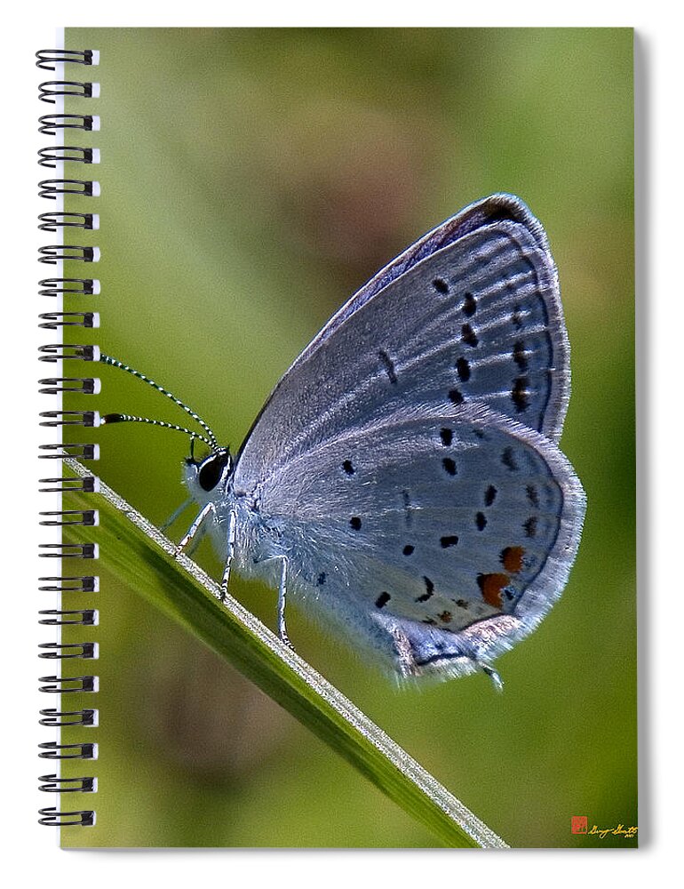 Spring Spiral Notebook featuring the photograph Eastern Tailed-Blue Butterfly DIN045 by Gerry Gantt