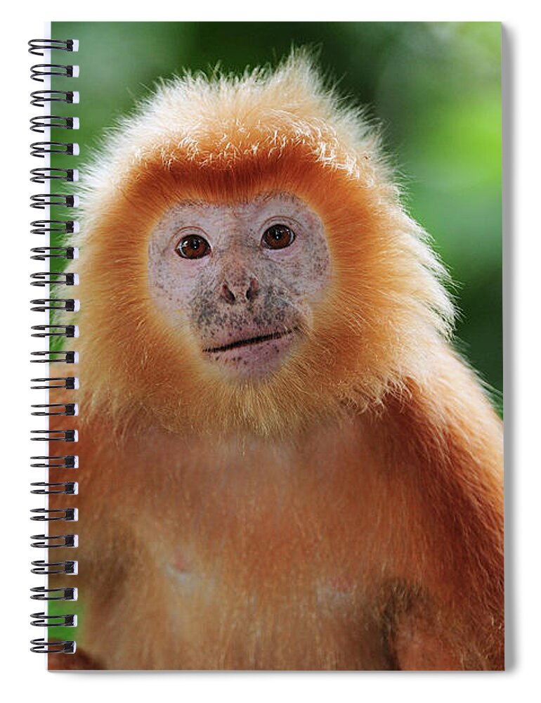 Mp Spiral Notebook featuring the photograph Ebony Leaf Monkey Trachypithecus by Thomas Marent