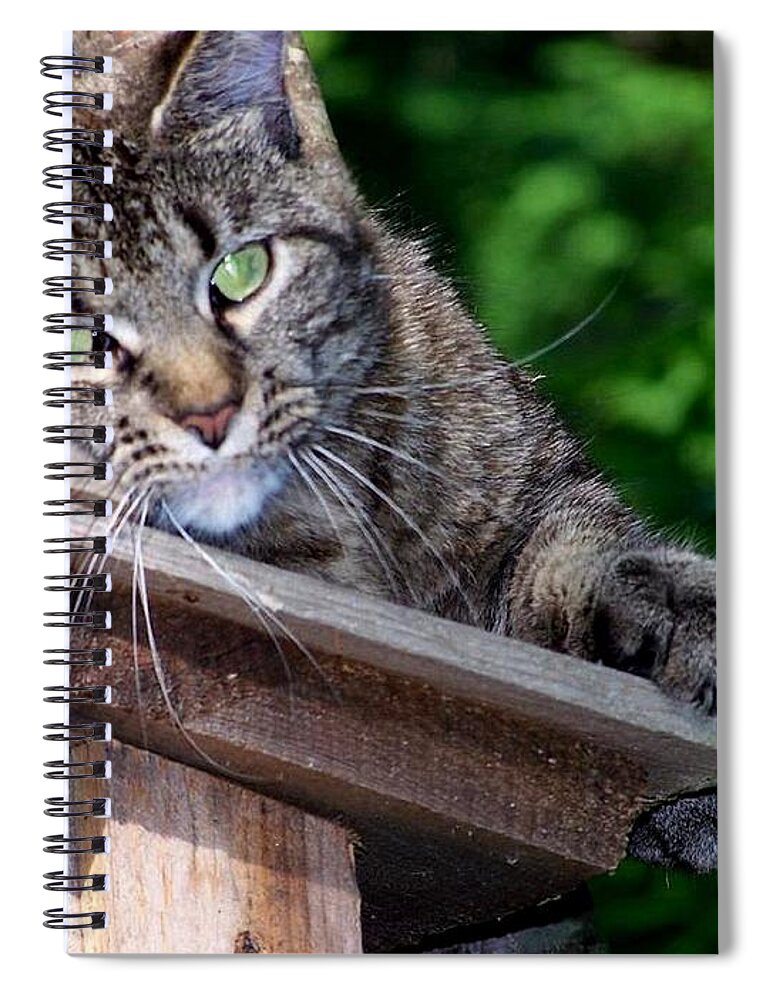 Cat Spiral Notebook featuring the photograph Echoe 2 posing by Kim Galluzzo