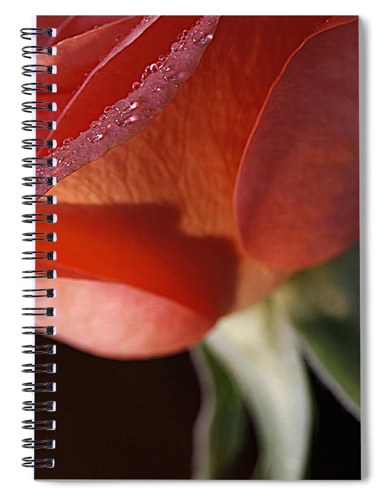 Rose Spiral Notebook featuring the photograph Elegance l by Shirley Mitchell