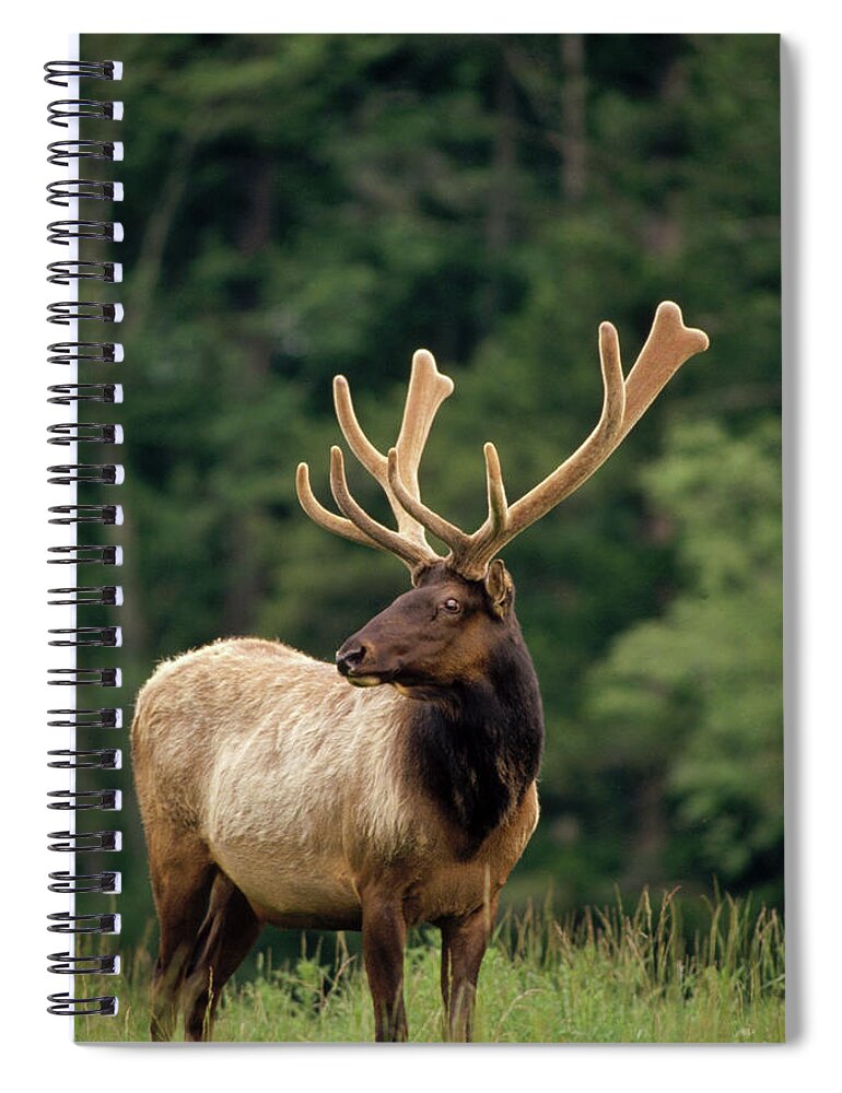 00203322 Spiral Notebook featuring the photograph Elk Male Portrait by Gerry Ellis