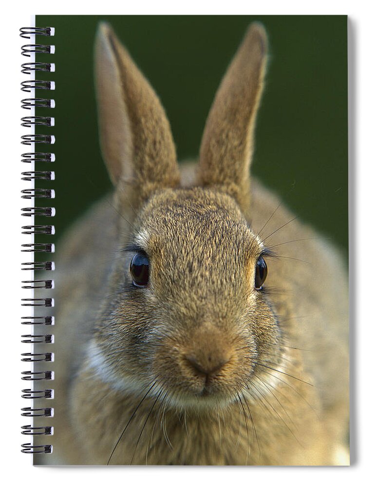 Mp Spiral Notebook featuring the photograph European Rabbit Oryctolagus Cuniculus by Cyril Ruoso