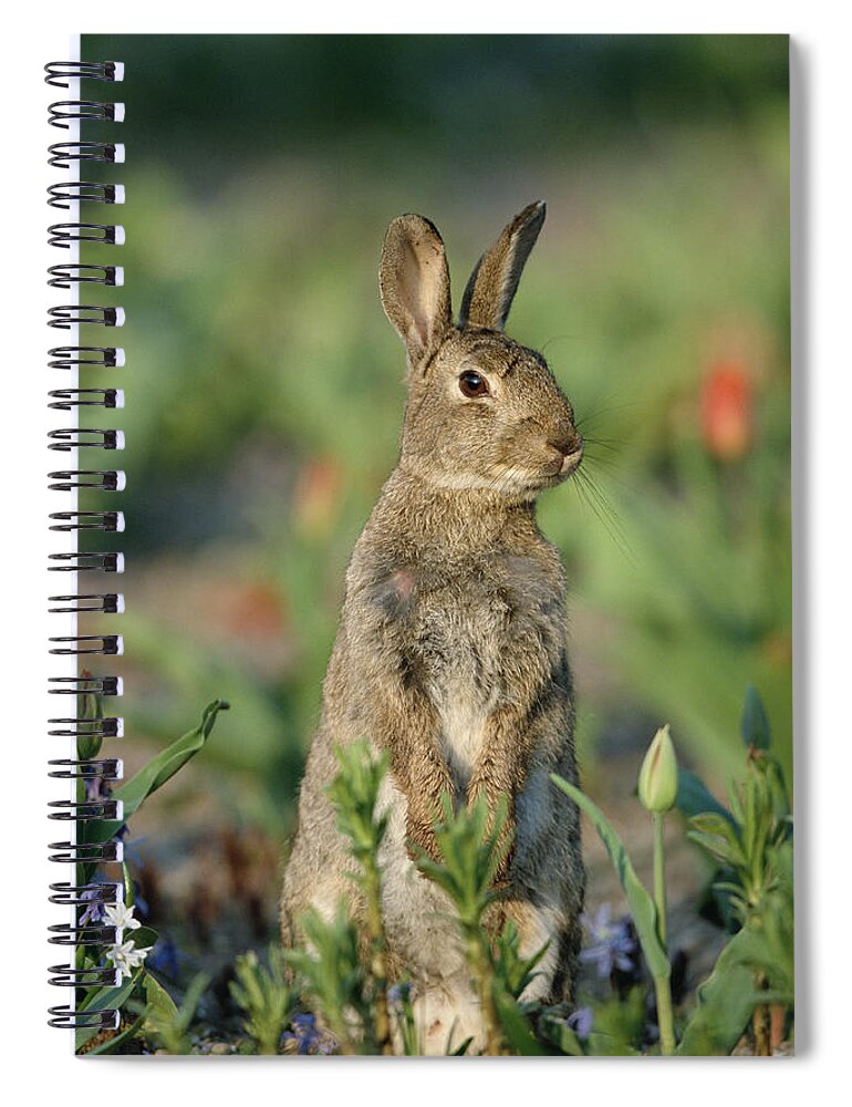 Mp Spiral Notebook featuring the photograph European Rabbit Oryctolagus Cuniculus by Konrad Wothe