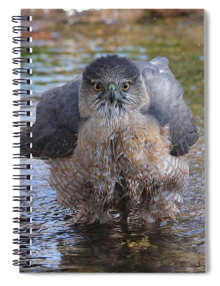 Cooper\'s Hawk Spiral Notebook featuring the photograph Excuse me but I am bathing here. by Doris Potter