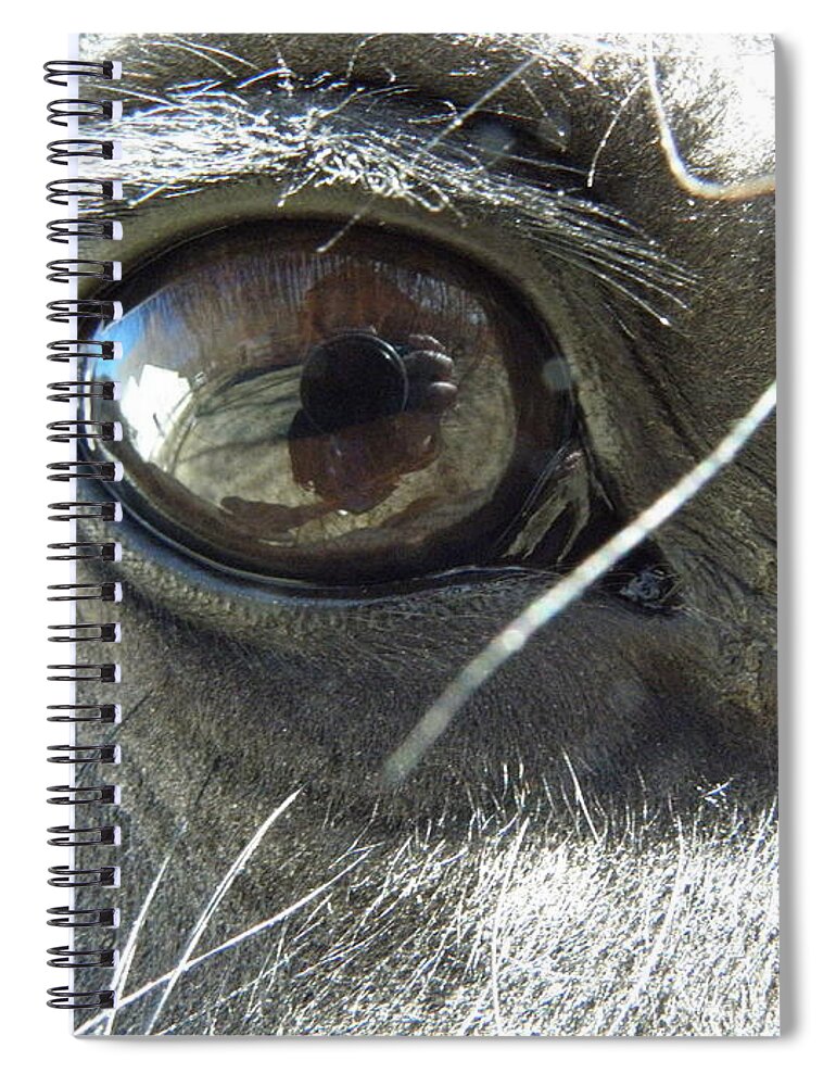 Horse Spiral Notebook featuring the photograph Eye Popper by Kim Galluzzo
