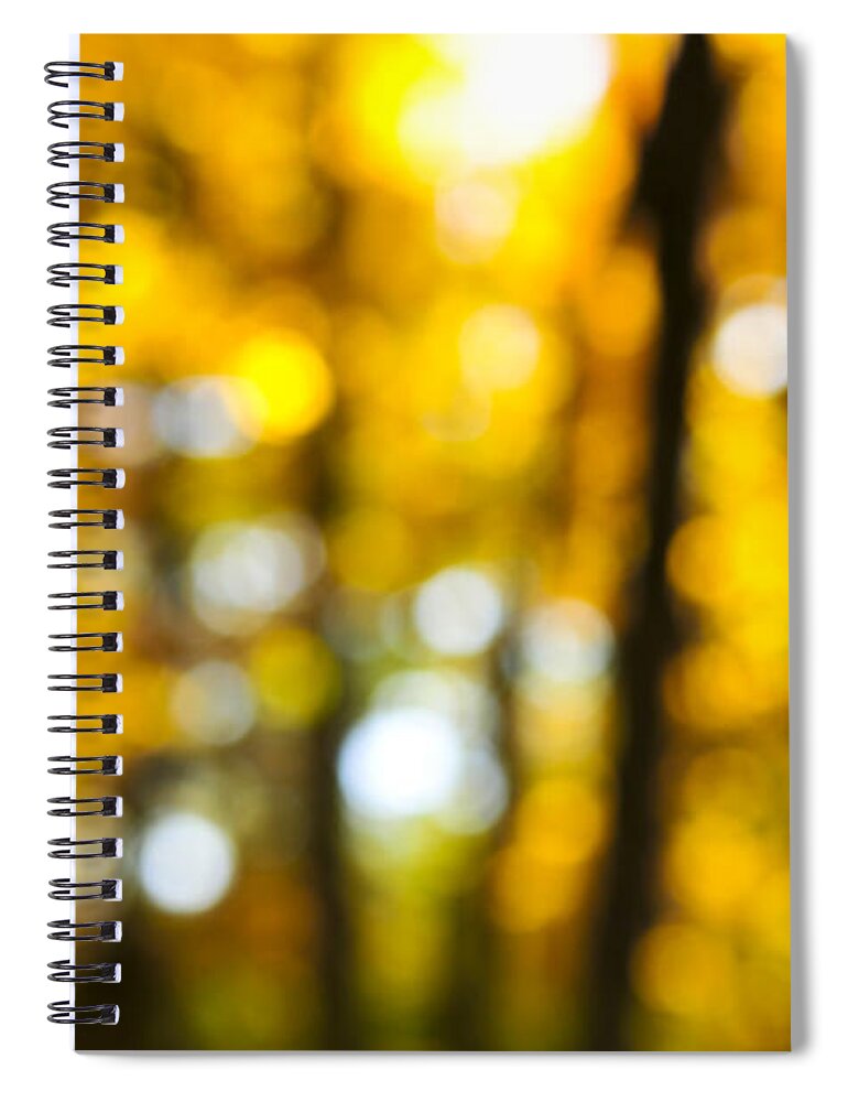 Nature Spiral Notebook featuring the photograph Fall forest in sunshine 1 by Elena Elisseeva