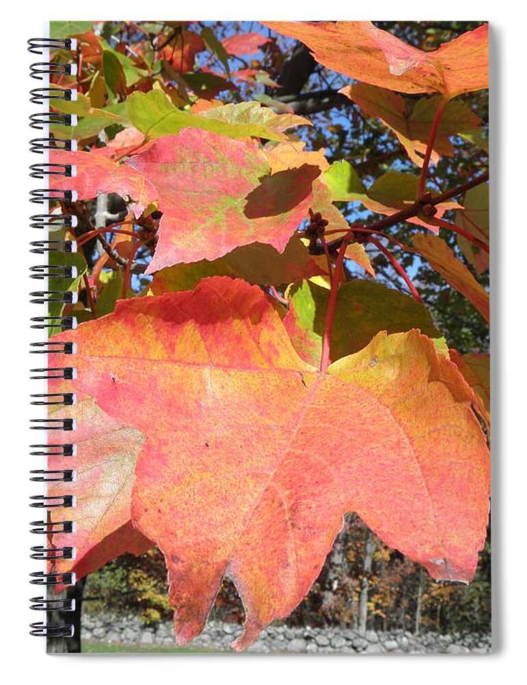 Fall Spiral Notebook featuring the photograph Fall Leaves by Kim Galluzzo