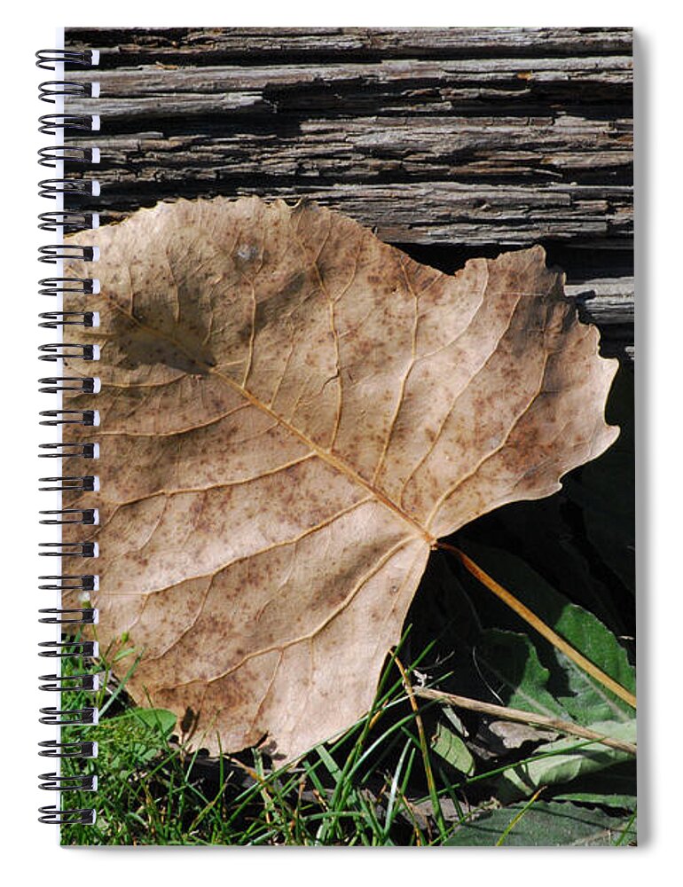 Leaf Spiral Notebook featuring the photograph Fallen Leaf by Grace Grogan