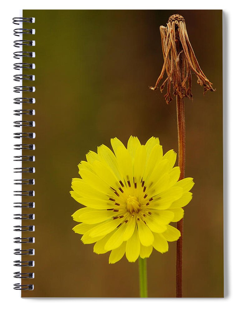 Pyrrhopappus Carolinianus Spiral Notebook featuring the photograph False Dandelion Flower With Wilted Fruit by Daniel Reed