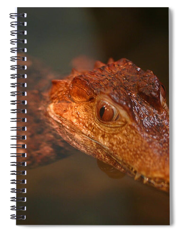 Zoo Spiral Notebook featuring the photograph Fangs by David Rucker