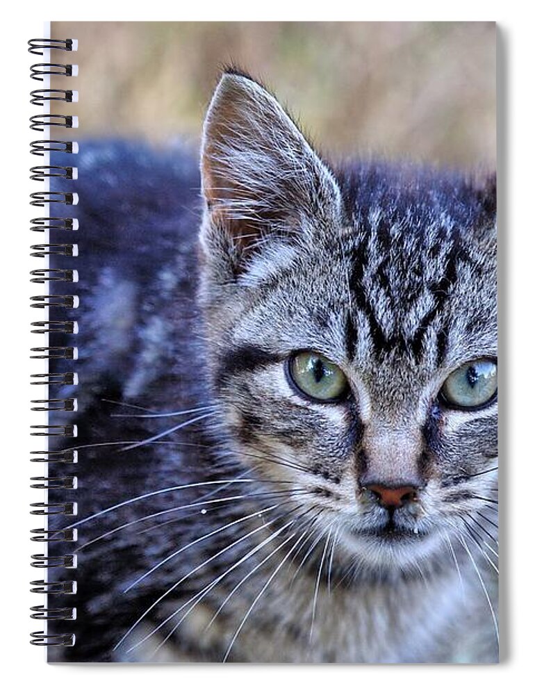 Tabby Spiral Notebook featuring the photograph Feral Kitten by Chriss Pagani