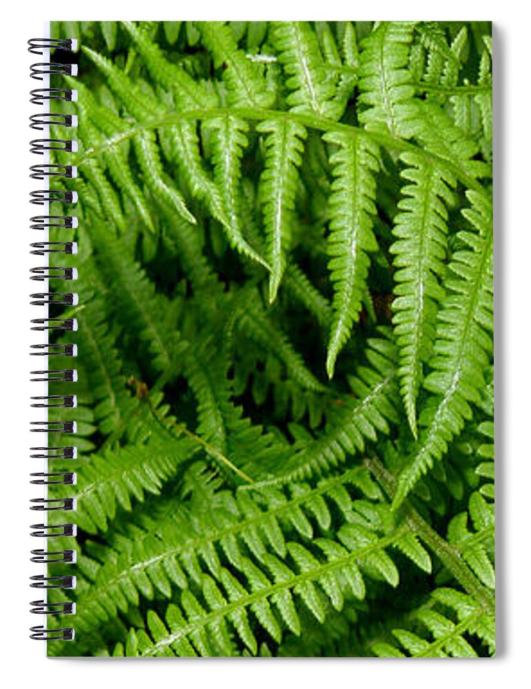 Ferns Spiral Notebook featuring the photograph Ferns by Kim Galluzzo Wozniak