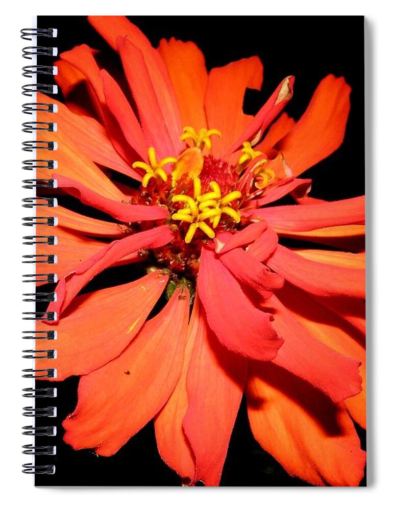 Zinnia Spiral Notebook featuring the photograph Fiery Explosion Of Colors by Kim Galluzzo Wozniak