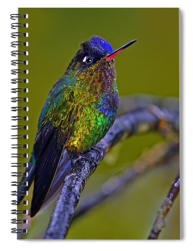 Fiery-throated Hummingbird Spiral Notebook featuring the photograph Fiery-throated Hummingbird by Tony Beck