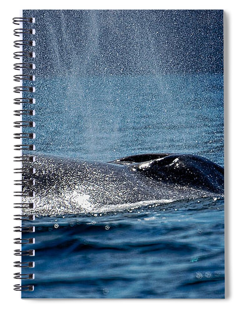 Whale Spiral Notebook featuring the photograph Fin Whale Spouting by Don Schwartz