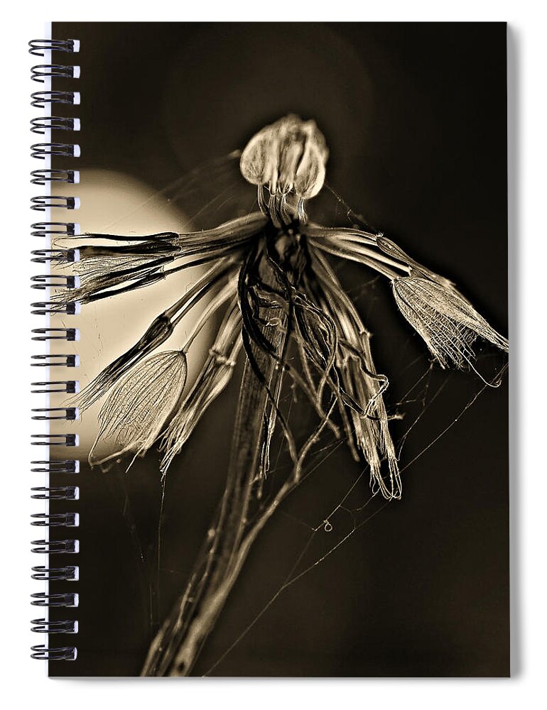 Weed Spiral Notebook featuring the photograph Finale sepia by Steve Harrington