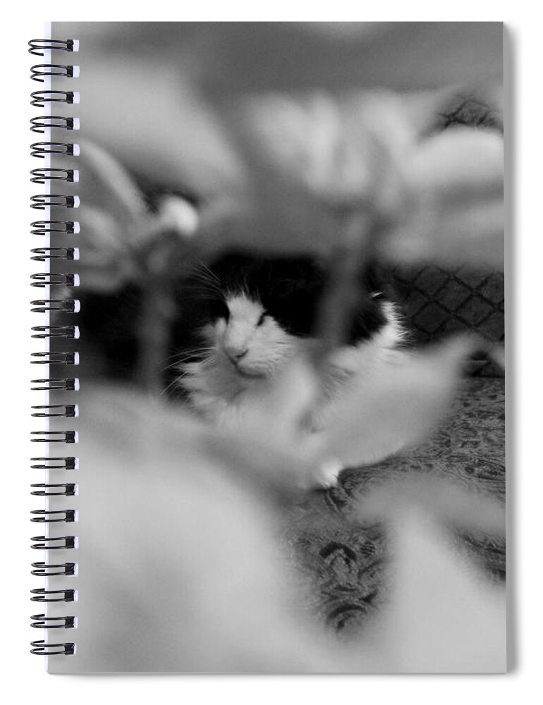 Cat Spiral Notebook featuring the photograph Find The Kitty by Jeanette C Landstrom