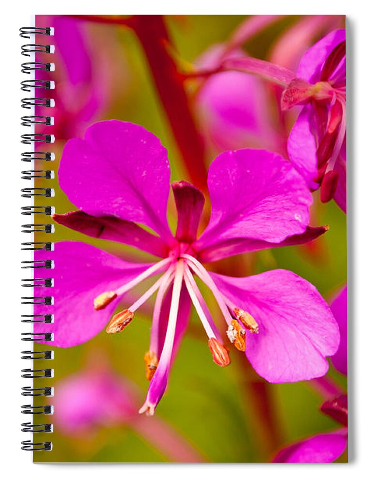 Wildflower Spiral Notebook featuring the photograph Fireweed by Tikvah's Hope