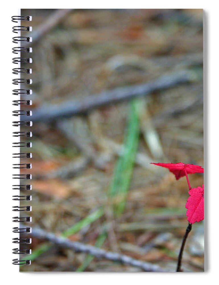 Autumn Spiral Notebook featuring the photograph First Autumn by David Rucker