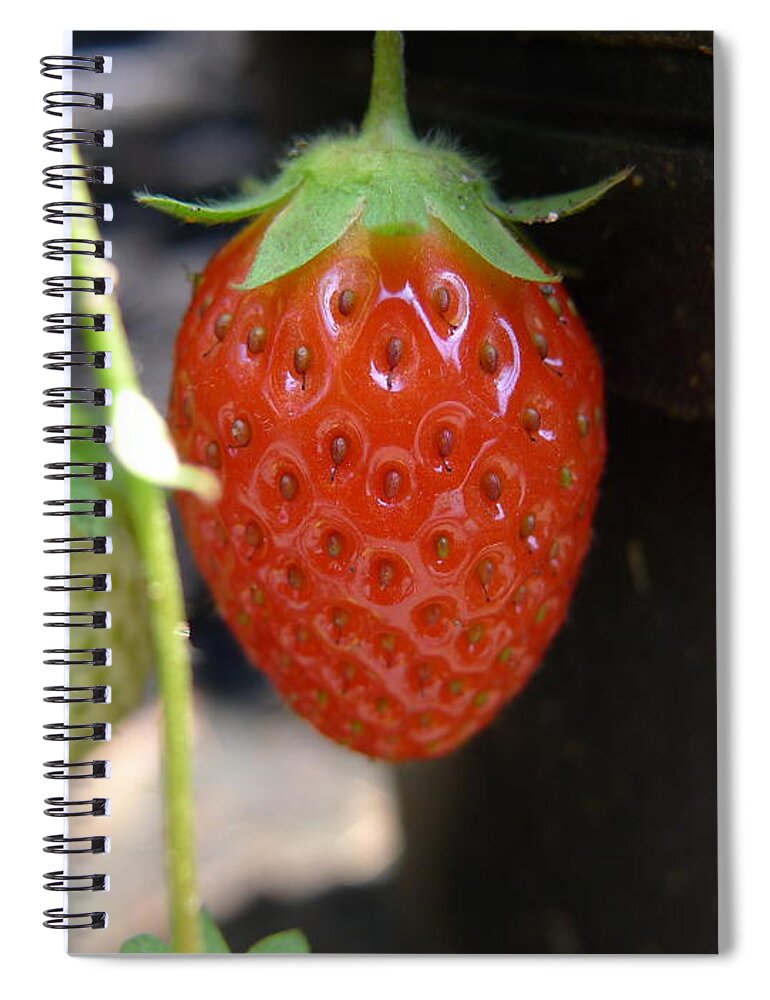 Strawberry Spiral Notebook featuring the photograph First of the year by Richard Reeve