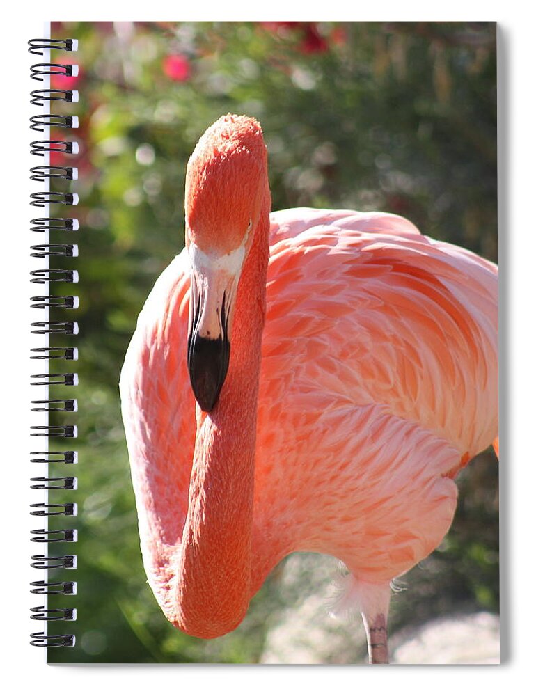 Flamingo Spiral Notebook featuring the photograph Flamingo by Kim Galluzzo Wozniak
