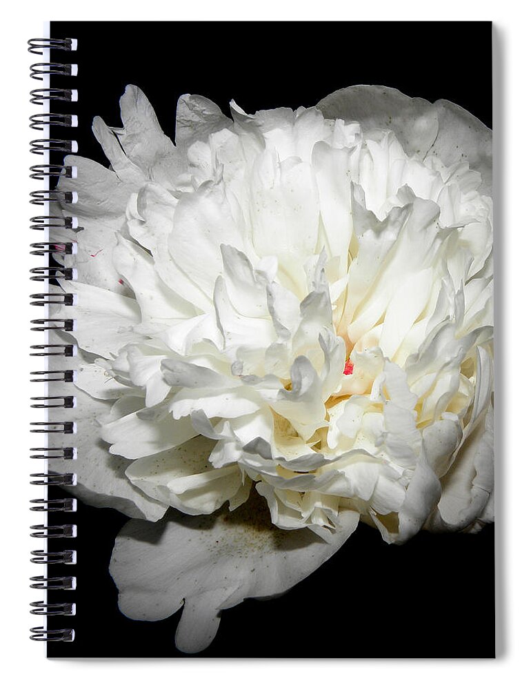 Peony Spiral Notebook featuring the photograph Floating White Peony by Kim Galluzzo
