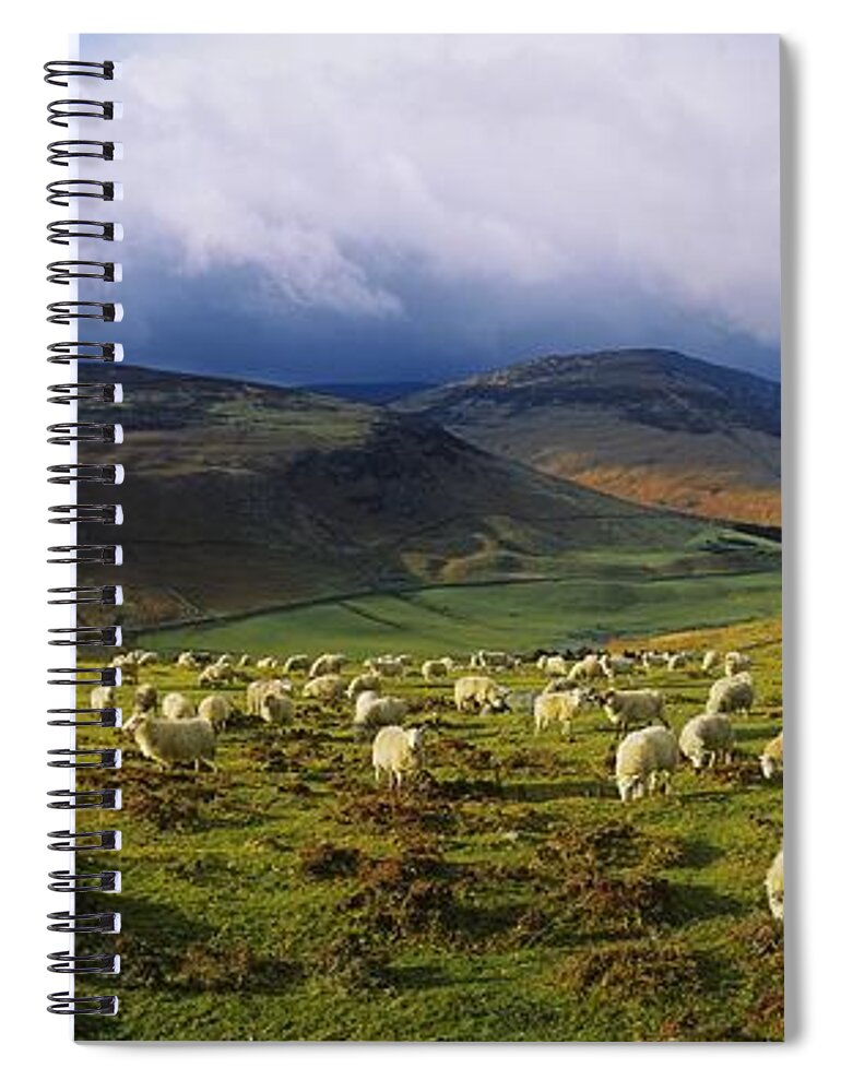 Co Wicklow Spiral Notebook featuring the photograph Flock Of Sheep Grazing In A Field by The Irish Image Collection 