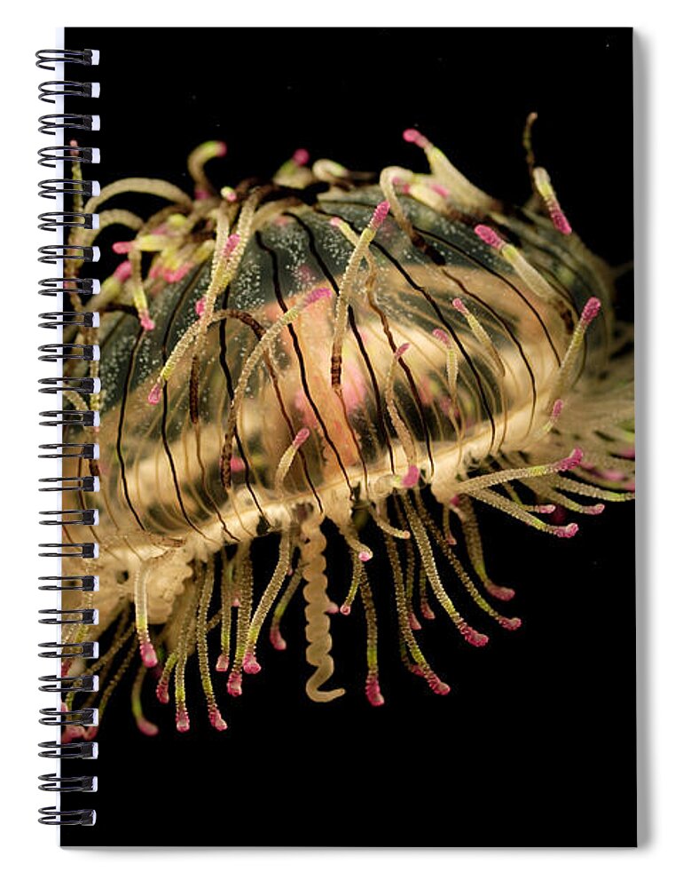 Mp Spiral Notebook featuring the photograph Flower Hat Jelly by Hiroya Minakuchi