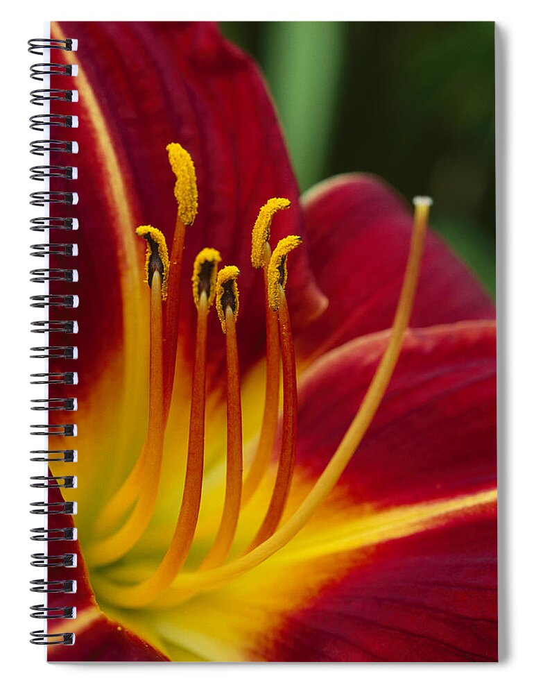 Hhh Spiral Notebook featuring the photograph Flower Hippeatrum Sp Close Up Showing by Andy Reisinger