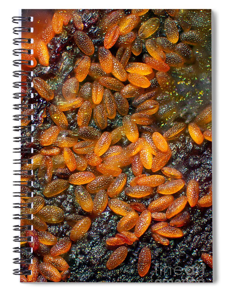 Science Spiral Notebook featuring the photograph Flower Pollen Lm by Ted Kinsman