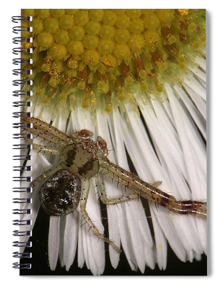 Nature Spiral Notebook featuring the photograph Flower Spider On Fleabane by Daniel Reed