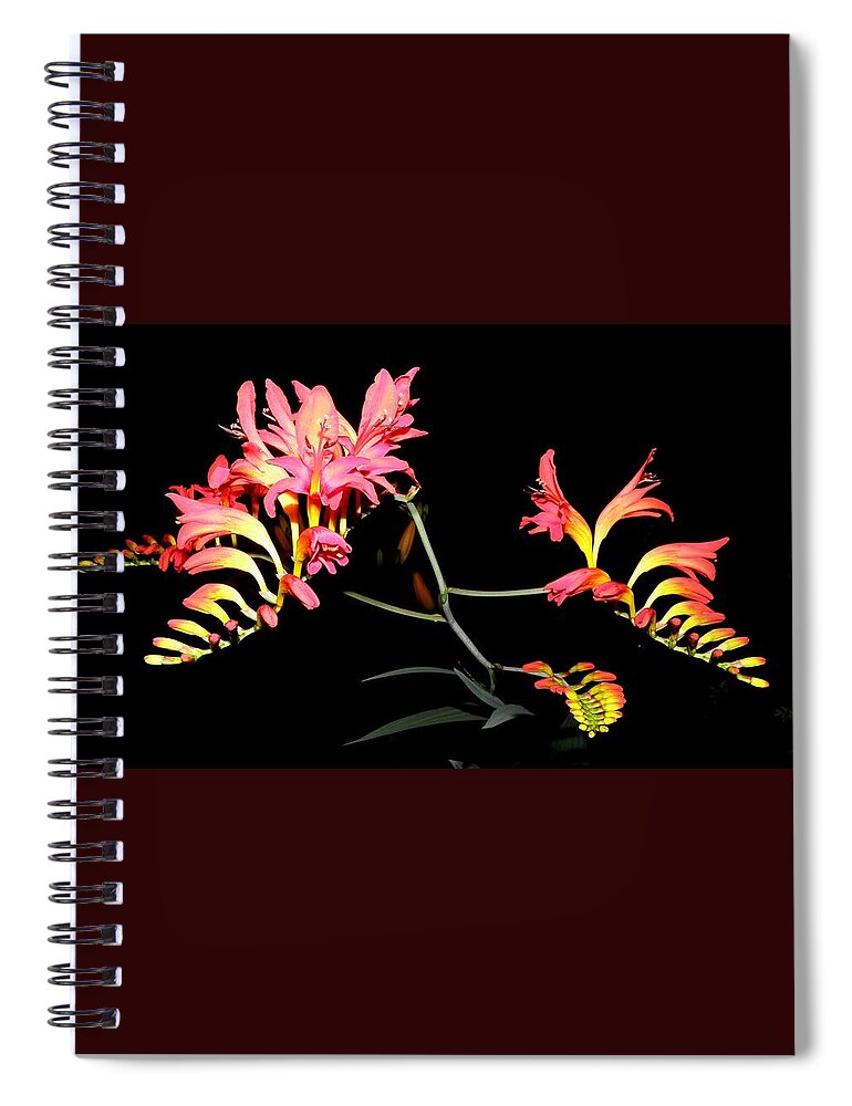 Flowers Spiral Notebook featuring the photograph Flowers At Night by Kim Galluzzo