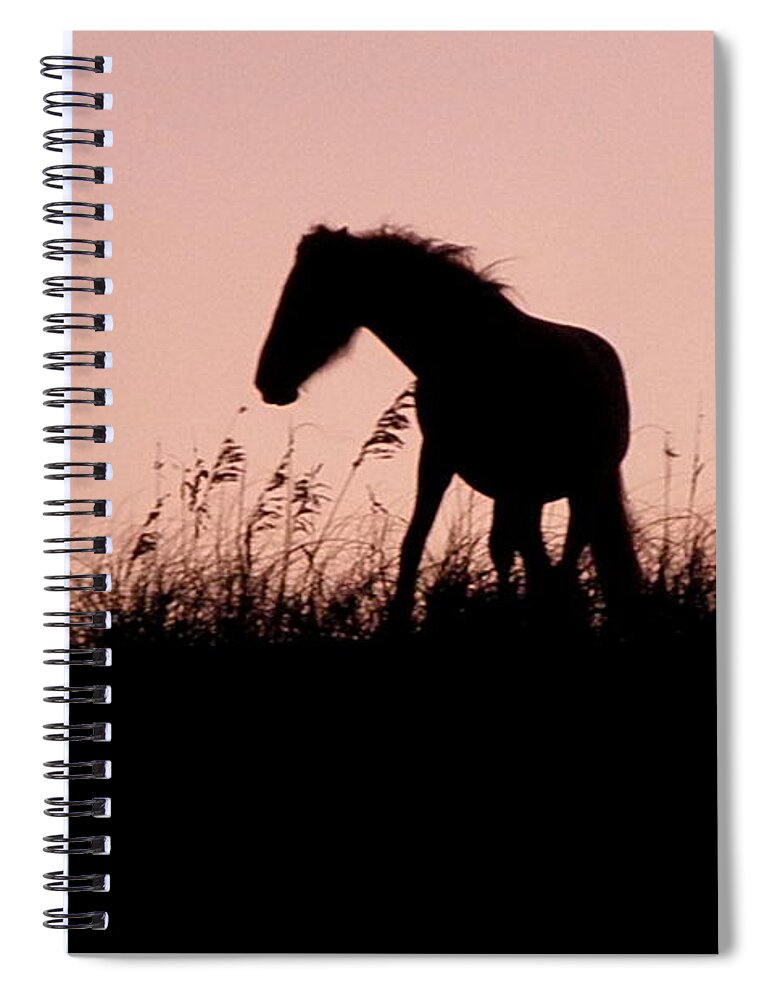 Foal Spiral Notebook featuring the photograph Foal At Sunset by Kim Galluzzo Wozniak