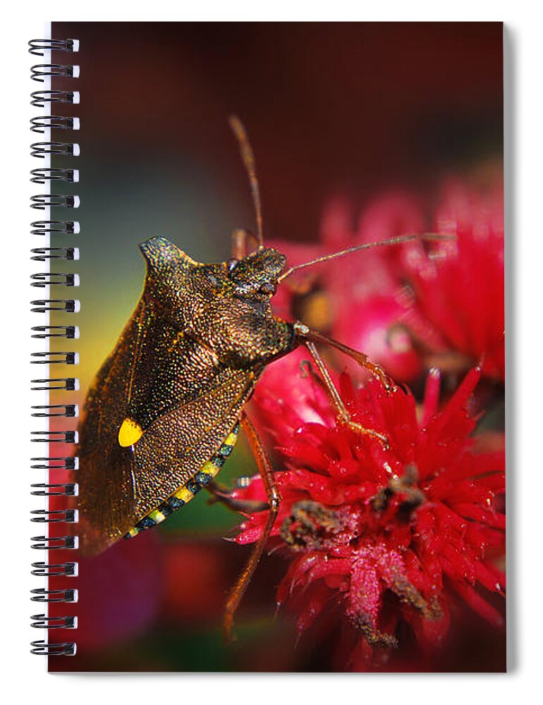 Yhun Suarez Spiral Notebook featuring the photograph Forest Bug - Pentatoma Rufipes by Yhun Suarez