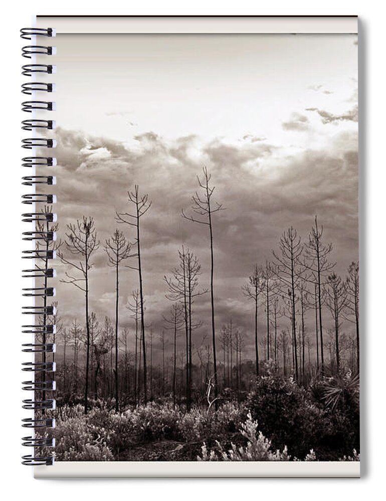 Tree Spiral Notebook featuring the photograph Forest Regrowth by Farol Tomson