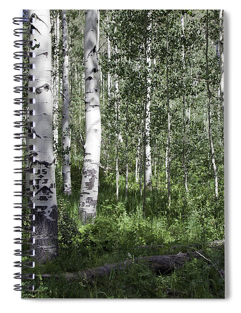 Trees Spiral Notebook featuring the photograph Forever Aspen Trees by Madeline Ellis