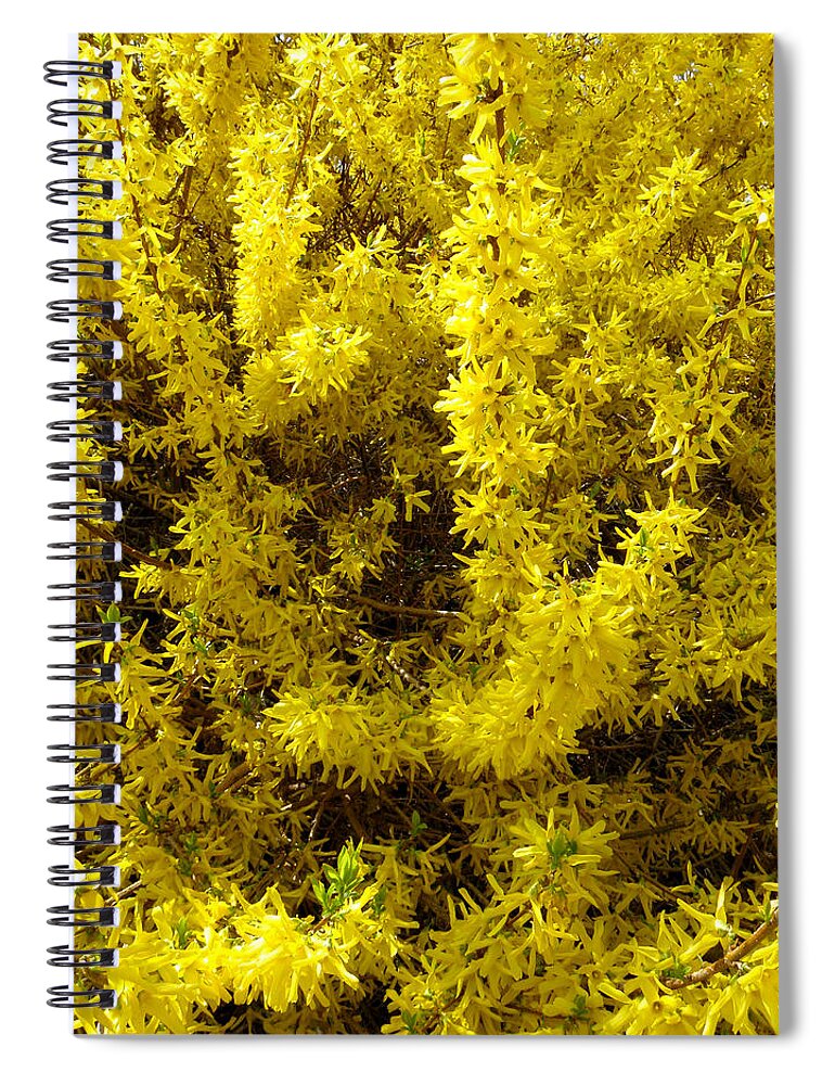 Forsythia Flowers Spiral Notebook featuring the photograph Forsythia blooms by Kim Galluzzo Wozniak