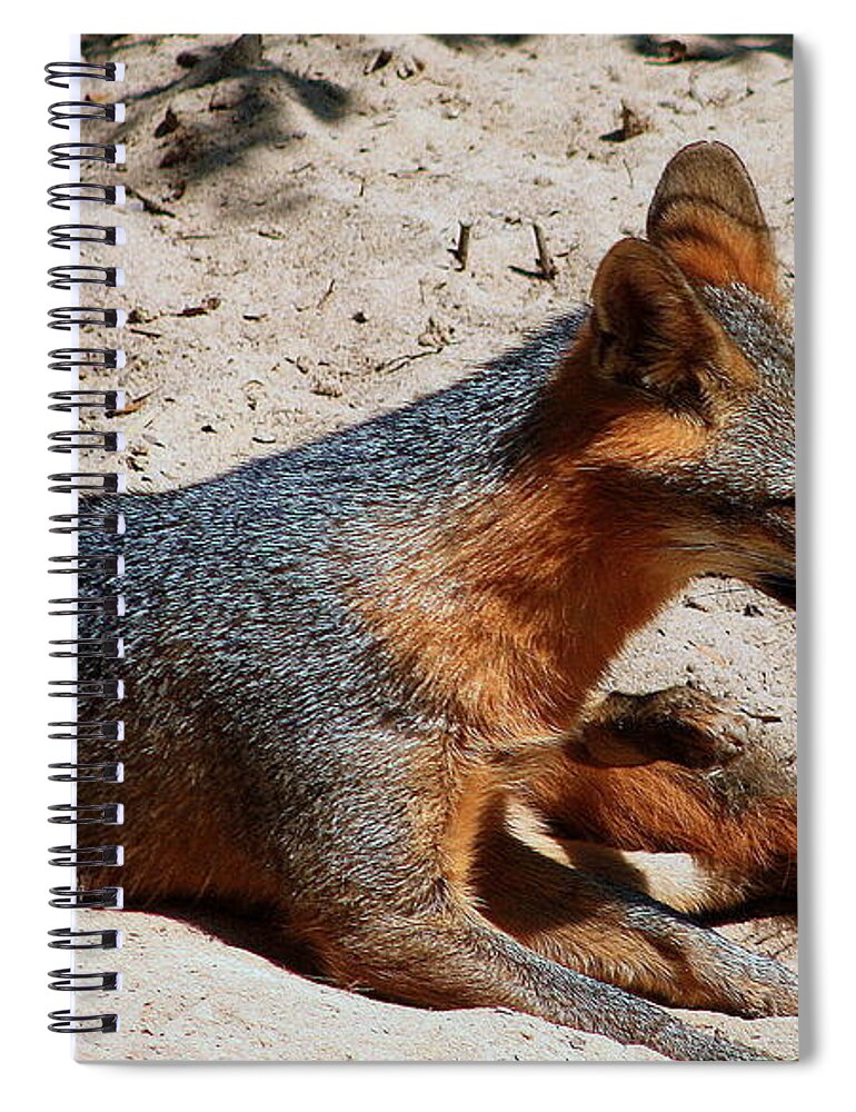 Fox Spiral Notebook featuring the photograph Foxie by Debra Forand