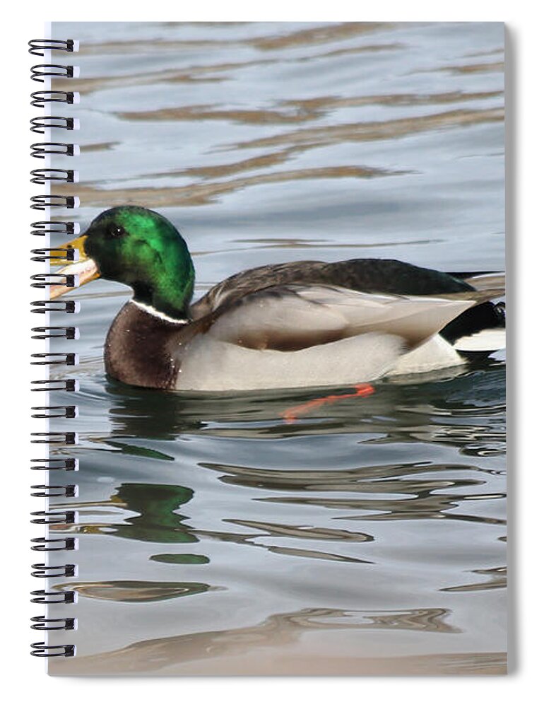 Mallard Ducks Spiral Notebook featuring the photograph Fresh catch going down by Lori Tordsen