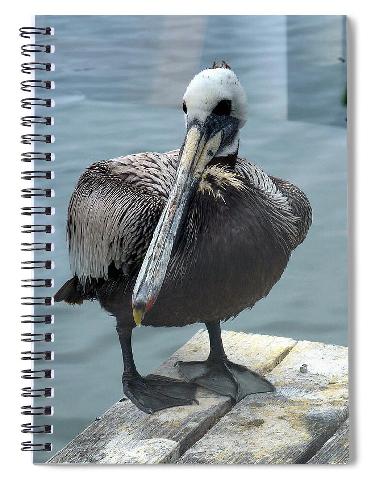 Pelican Spiral Notebook featuring the photograph Friendly Pelican by Carla Parris