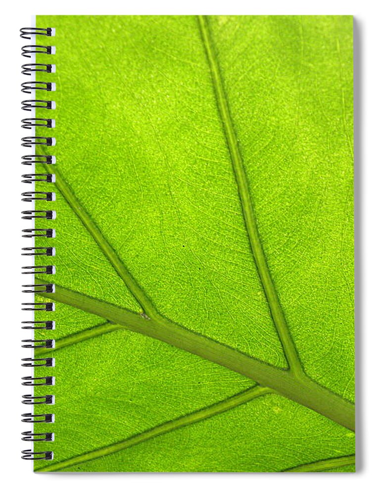 Tropical Leaf Spiral Notebook featuring the photograph From Below by Kim Galluzzo