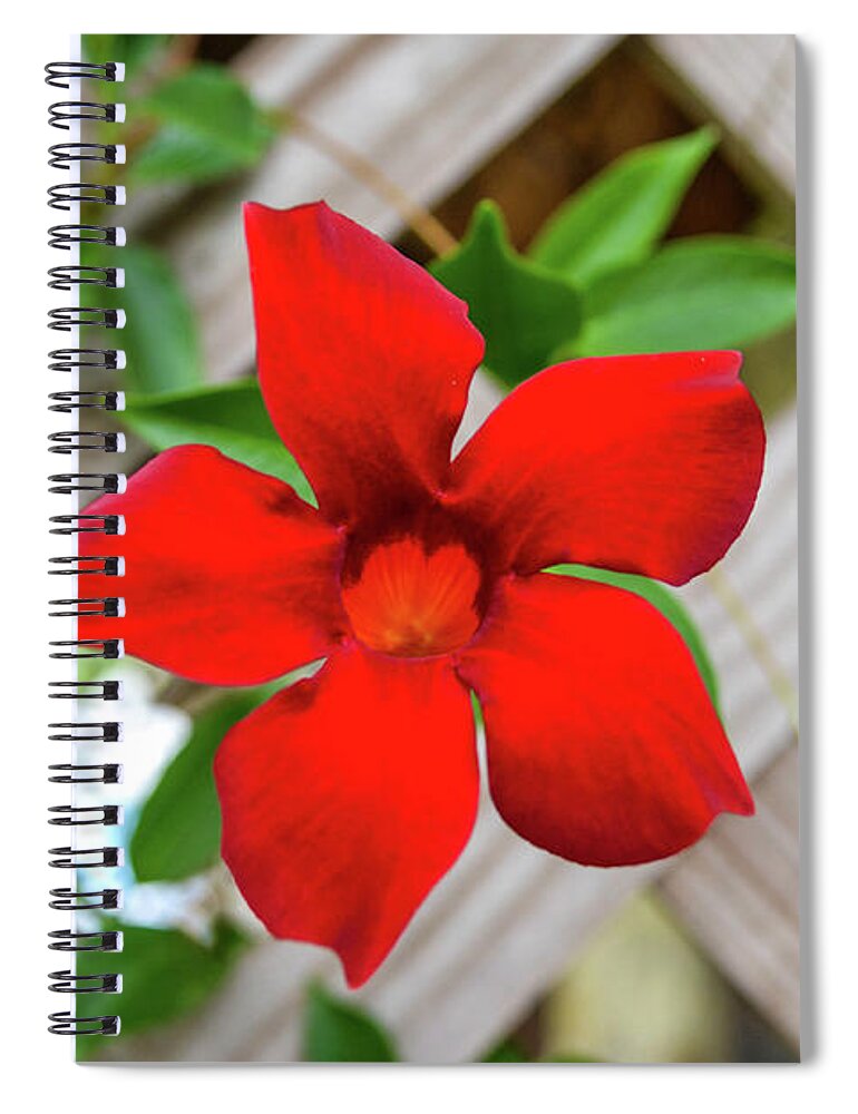 Flower Spiral Notebook featuring the photograph Front Porch by Shannon Harrington