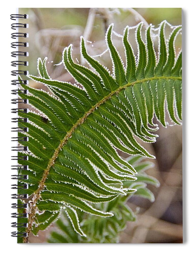 Photography Spiral Notebook featuring the photograph Frosted Fern by Sean Griffin