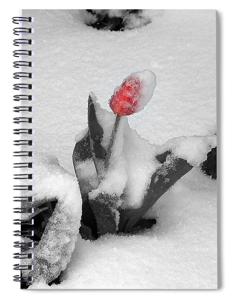 Tulips Spiral Notebook featuring the photograph Frosted Pink by Dorrene BrownButterfield