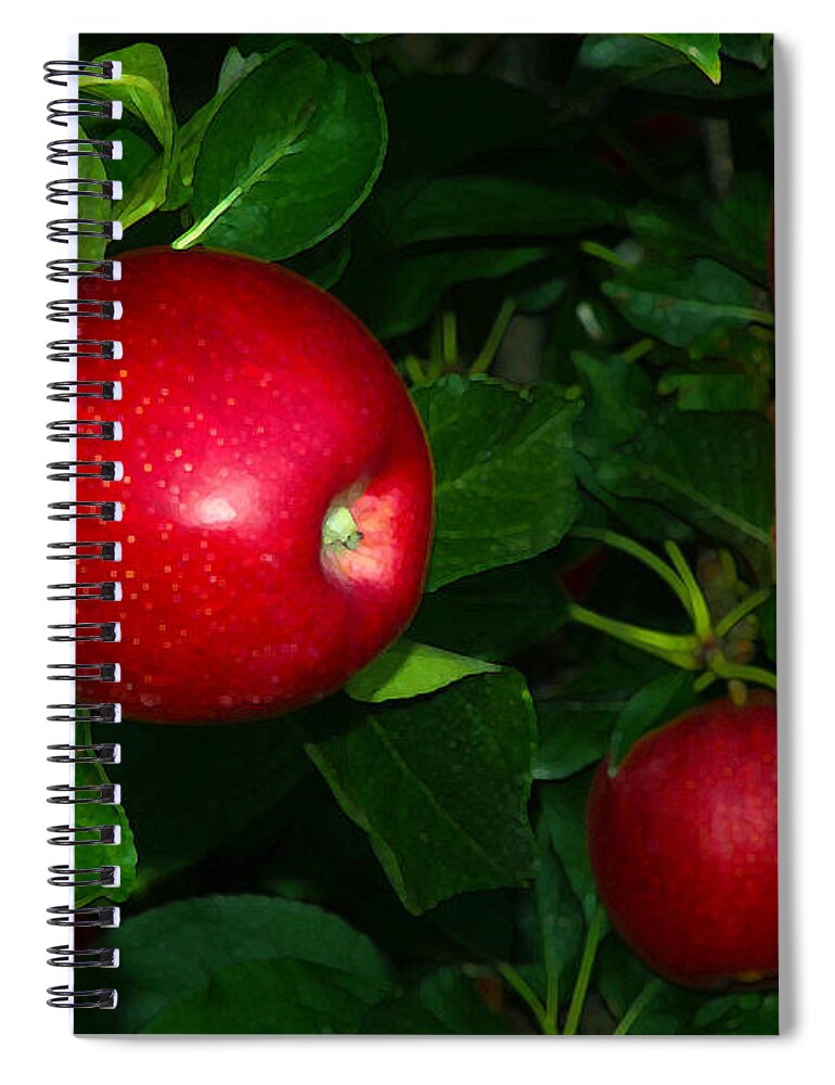 Apples Spiral Notebook featuring the photograph Gala Apples New Jersey Orchard by Maureen E Ritter