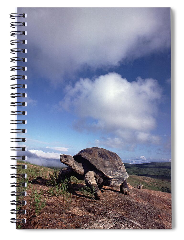 Mp Spiral Notebook featuring the photograph Galapagos Tortoise on Isla Isabella by Tui De Roy