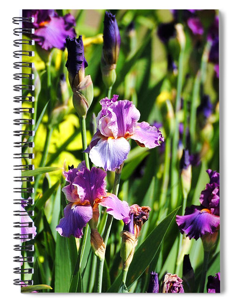 Beautiful Iris Spiral Notebook featuring the photograph Garden of Irises by Jai Johnson